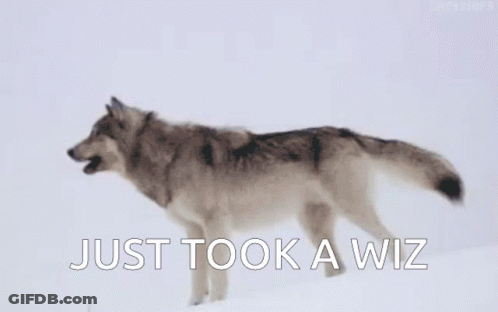 A Wolf Is Standing In The Snow With The Words `` Just Took A Wiz '' Written On The Bottom . GIF