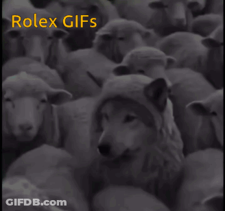 A Wolf Is Surrounded By A Herd Of Sheep With The Words Rolex Gifs On The Bottom GIF