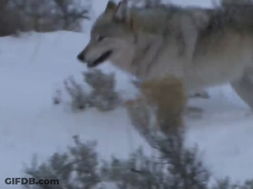 A Wolf Is Walking Through The Snow And Looking For Food . GIF