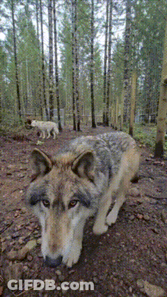 A Wolf Laying On The Ground In The Middle Of A Forest GIF