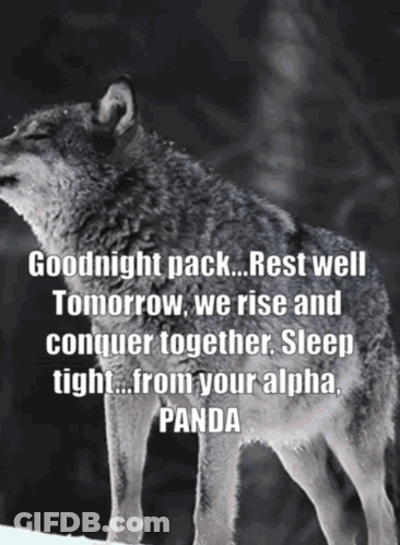 A Wolf Says Goodnight Pack Rest Well Tomorrow We Rise And Conquer Together Sleep Tight... From Your Alpha Panda GIF