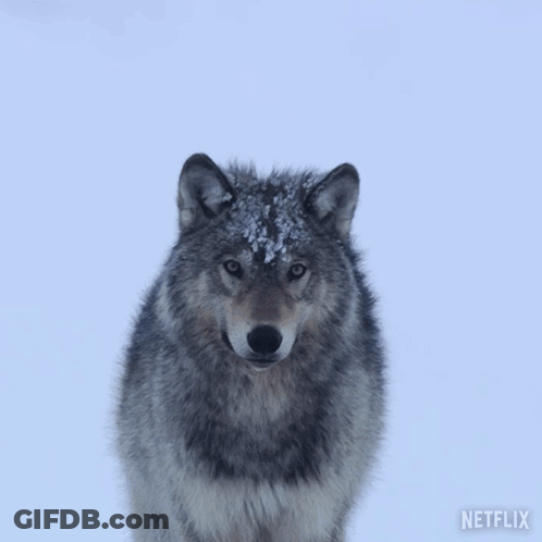 A Wolf Standing In The Snow With A Netflix Logo On The Bottom GIF