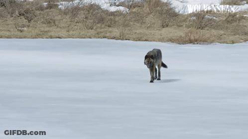 A Wolf Walking Through A Snowy Field With The Word Wolves In The Corner GIF