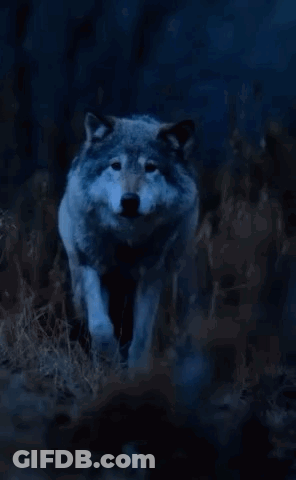 A Wolf With A Quote That Says Good Night Pack Rest Well Tomorrow We Rise And Conquer Together Sleep Tight GIF