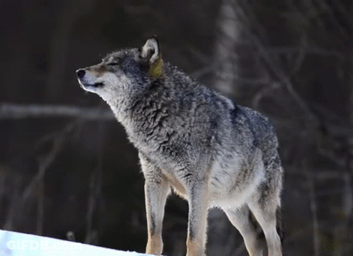 A Wolf With A Yellow Tag On Its Ear Is Standing On A Snowy Hill GIF
