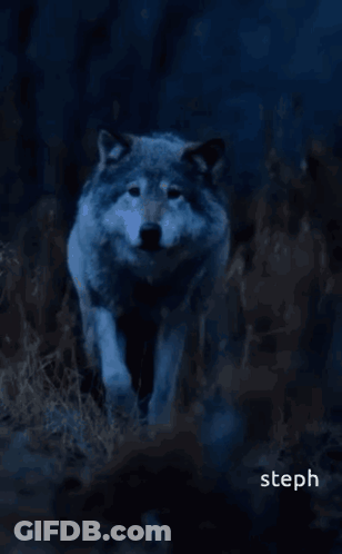 A Wolf With The Words Good Night Pack Rest Well Tomorrow We Rise And Conquer Together Sleep Tight From Your Alpha Steph GIF
