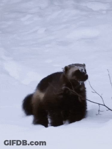 A Wolverine Is Standing In The Snow And Looking Up GIF