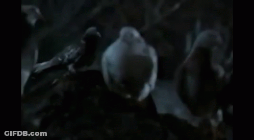A Woman In A Hat Is Surrounded By Pigeons . GIF