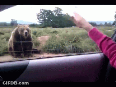 A Woman In A Pink Sweater Is Reaching Out To A Bear GIF