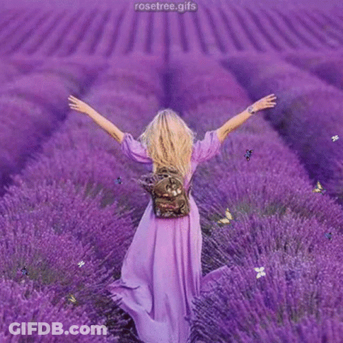 A Woman In A Purple Dress Is Walking Through A Field Of Lavender GIF