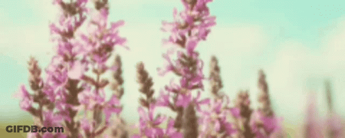 A Woman In A Yellow Top And Blue Shorts Is Walking Through A Field Of Flowers . GIF