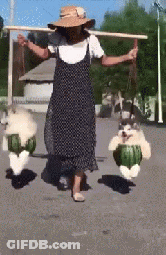 A Woman Is Carrying Two Watermelons On Her Shoulders While Two Dogs Are Carrying Watermelons On Their Backs . GIF