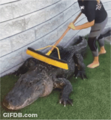 A Woman Is Cleaning An Alligator With A Broom GIF
