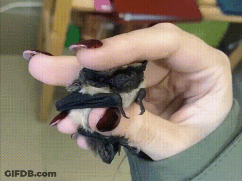 A Woman Is Holding A Bat In Her Hand GIF
