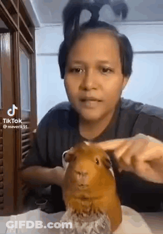 A Woman Is Holding A Guinea Pig On A Table While Talking To It . GIF