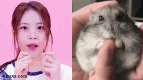A Woman Is Holding A Hamster In Her Hands Next To A Picture Of A Person Holding A Hamster . GIF