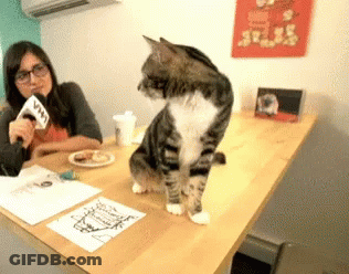 A Woman Is Holding A Microphone And Talking To A Cat On A Table GIF