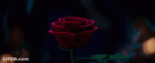 A Woman Is Holding A Red Rose In Front Of Her Face In A Dark Room . GIF