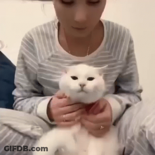 A Woman Is Holding A White Cat In Her Lap While Sitting On A Bed . GIF