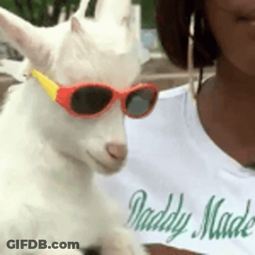 A Woman Is Holding A White Goat Wearing Sunglasses GIF