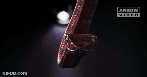 A Woman Is Looking At A Snake With An Arrow Video Logo In The Corner GIF