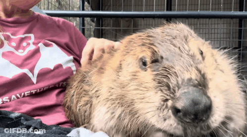 A Woman Is Petting A Beaver Wearing A Shirt That Says Save Turtles GIF