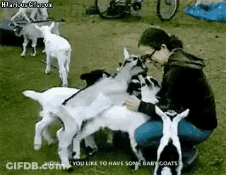 A Woman Is Petting A Group Of Baby Goats In A Field . GIF