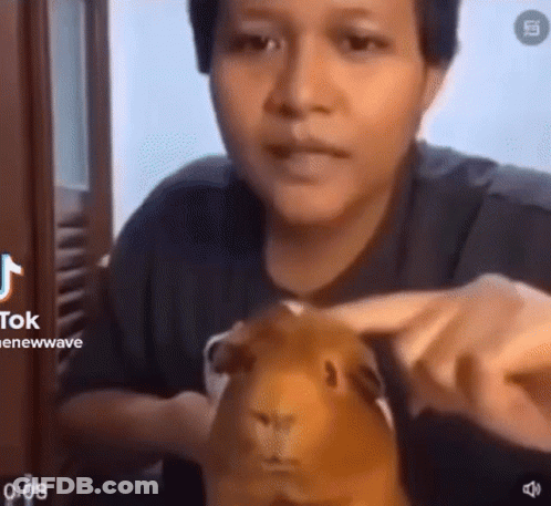 A Woman Is Petting A Guinea Pig While Sitting In Front Of A Window . GIF