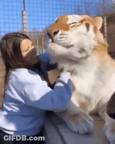 A Woman Is Petting A Tiger In A Cage While Wearing A Mask GIF