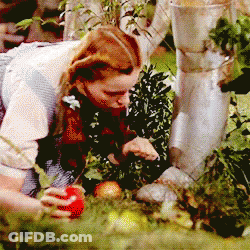 A Woman Is Picking An Apple From A Bush GIF