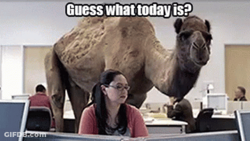 A Woman Is Sitting At A Desk In Front Of A Computer While A Camel Is Standing Behind Her . GIF