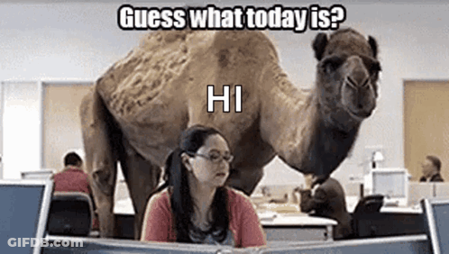 A Woman Is Sitting At A Desk In Front Of A Computer While A Camel Stands Behind Her . GIF
