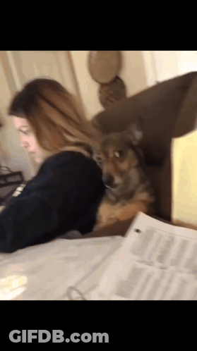 A Woman Is Sitting At A Desk With A Dog Laying On Her Lap GIF