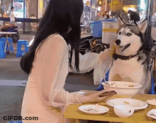 A Woman Is Sitting At A Table With A Husky Dog On Her Lap GIF