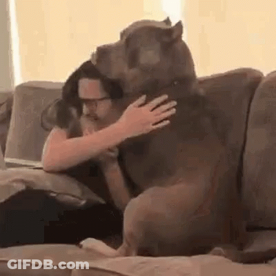 A Woman Is Sitting On A Couch With A Large Dog On Her Lap . GIF