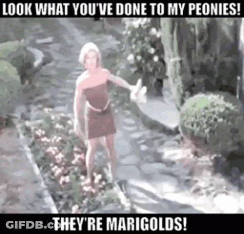 A Woman Is Standing In A Garden With A Caption That Says Look What You 'Ve Done GIF
