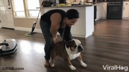A Woman Is Standing Next To A Bulldog In A Living Room With The Words Viralhog On The Bottom GIF