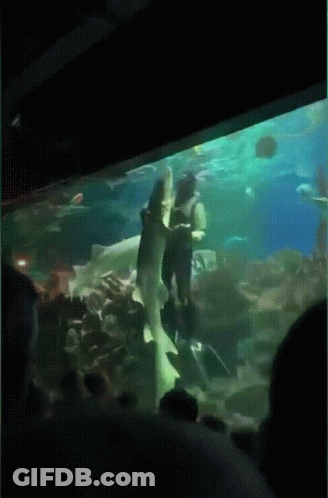 A Woman Is Swimming With A Shark In An Aquarium With People Watching GIF
