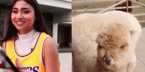 A Woman Is Talking Into A Microphone Next To A Sheep . GIF