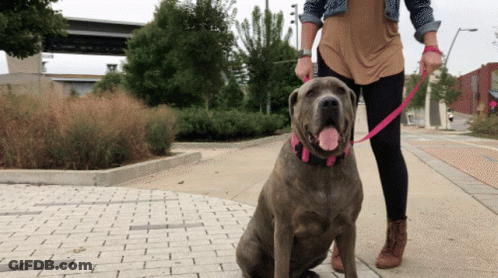 A Woman Is Walking A Dog On A Leash GIF