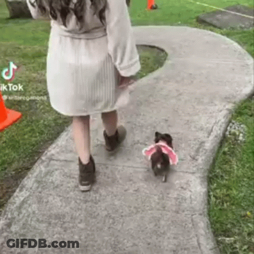 A Woman Is Walking A Small Black Dog On A Leash Down A Sidewalk . GIF