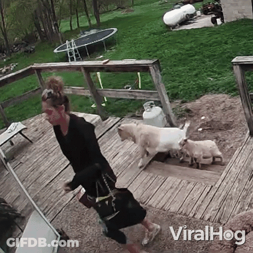 A Woman Is Walking Down A Set Of Stairs With Three Goats And A Trampoline In The Background . GIF