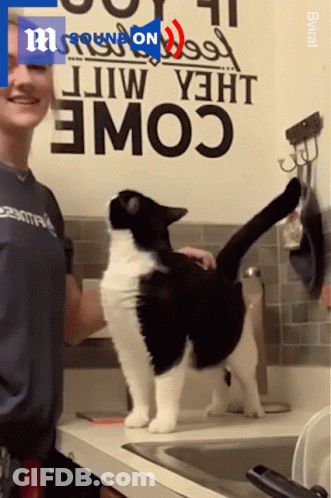 A Woman Petting A Black And White Cat In Front Of A Wall That Says Cow On It GIF