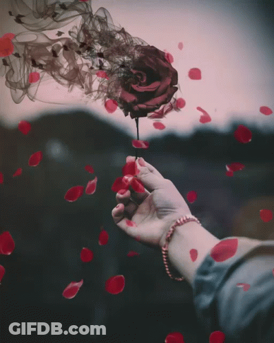 A Woman 'S Hand Holding A Rose With Petals Falling Around It GIF