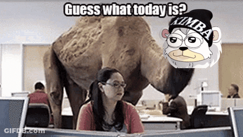 A Woman Sits At A Desk In Front Of A Camel Wearing A Beanie That Says Kimba GIF