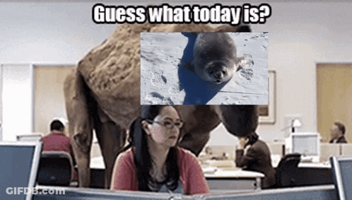A Woman Sits In Front Of A Computer With A Picture Of A Seal And The Words Guess What Today Is Above Her GIF