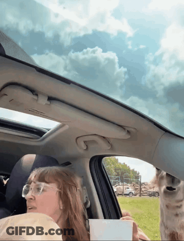 A Woman Sitting In A Car With A Giraffe Sticking Its Head Out The Window GIF