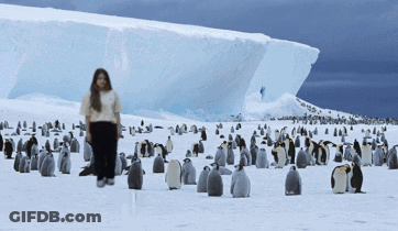 A Woman Stands In A Field Of Penguins In Front Of A Large Iceberg GIF