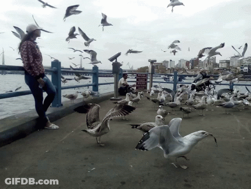 A Woman Stands On A Pier Surrounded By Seagulls And A Sign That Says " No Parking " GIF