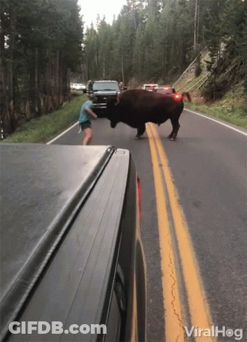 A Woman Tries To Stop A Bull From Crossing A Road GIF